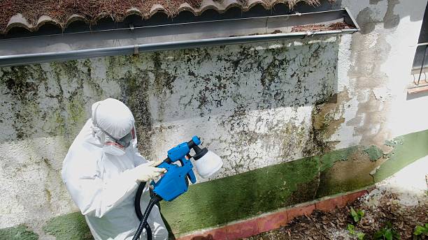 Top rated local Bathroom Mold Removal specialists in Pflugerville, TX